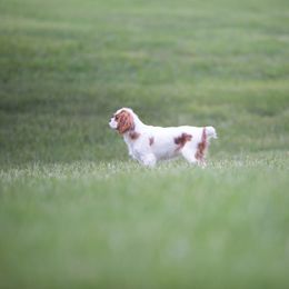 Cavalier King Charles Spaniel All Grown Up from Fields Edge Cavaliers