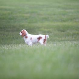Cavalier King Charles Spaniel All Grown Up from Fields Edge Cavaliers