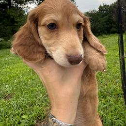 Randle - Dapple male Dachshund puppy in Mountain Grove, Missouri from Boot Scootin Pups