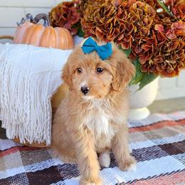 Cinnamon - Red female Bernedoodle puppy in Russell Springs, Kentucky from 270 Doodles