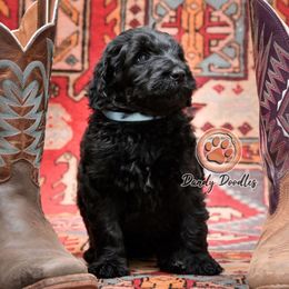 Aqua Boy - Black male Goldendoodle puppy in Ocala, Florida from Dandy Doodles