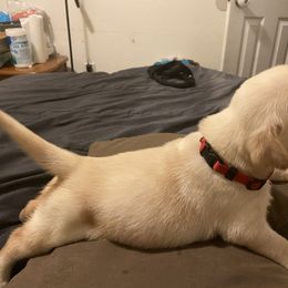 Dilute Retriever and Labrador Retriever Puppies from Moran’s Lab’s