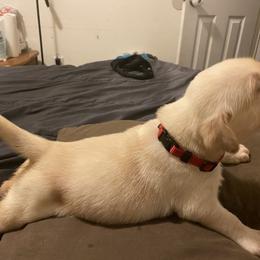 Dilute Retriever and Labrador Retriever Puppies from Moran’s Lab’s