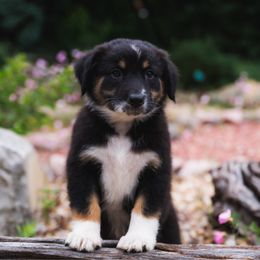 Nova - Black tri-color female Australian Shepherd puppy in Oakland City, Indiana from Moonlightaussies