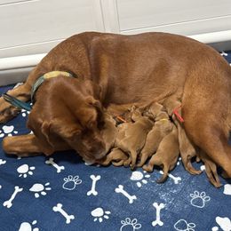 Boy 3 - Yellow male Labrador Retriever puppy in Normantown, West Virginia from Meadows Labradors