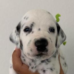 Green collar - White and black male Dalmatian puppy in Sacramento, California from Dream Dalmatians