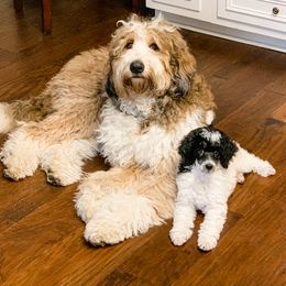 Bernedoodle and Poodle Puppies from SoFun Doodles & Poodles