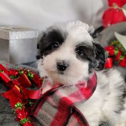 Buster: OFA and CHIC sire - Black and white male Coton de Tulear puppy in Westfield, North Carolina from Legacy Pets
