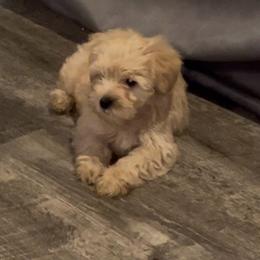 Levi - Wheaten male Miniature Schnauzer puppy in Port Orchard, Washington from Silver Bells Miniature Schnauzers
