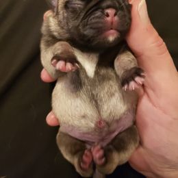 Boy 5 - male Pug puppy in Gadsden, Alabama from Carla's Pugs