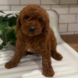 Millie - Red  female Goldendoodle puppy in Stevens, Pennsylvania from Pebble Paws Lane