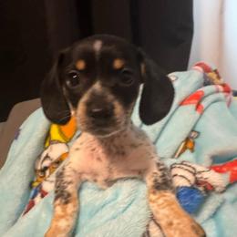 Sprinkles:Girl piebald with multiple dots - Piebald female Dachshund puppy in Casselberry, Florida from Amore Mini Dachshund Breeders & More