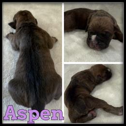 Aspen - Brown brindle female Olde English Bulldogge puppy in Merrill, Michigan from Haase Family Kennels