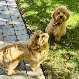 Cockapoo Puppies from Lulu's Cockapoos