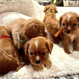 Cavalier King Charles Spaniels and Cavapoos from Texas Cavalier King Charles Spaniels Manard Enterprises
