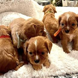 Cavalier King Charles Spaniels and Cavapoos from Texas Cavalier King Charles Spaniels Manard Enterprises