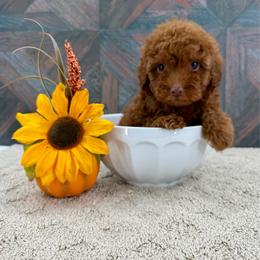 Finch - Red male Cavapoo puppy in Beresford, South Dakota from DAKOTA DOOD RANCH
