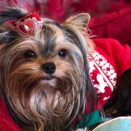 Yorkshire Terriers from Blueberry Brook