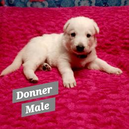 Donner (Grey) - White male German Shepherd puppy in Bedias, Texas from TiPi S Ranch's German Shepherds