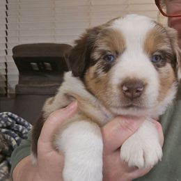 Holly - Red merle female Miniature American Shepherd puppy in Vancouver, Washington from BonDrew's Miniature American Shepherds