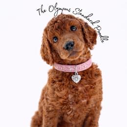 Syrah - Red  female Poodle puppy in Spring Hills, Florida from The Olympus Standard Poodle