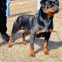 Flekica - Rottweiler