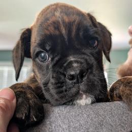 Mariska - Brindle female Boxer puppy in Campbellsville, Kentucky from Bellbox German Boxers