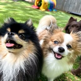 Pomeranians from Nel’s designer Pomeranians