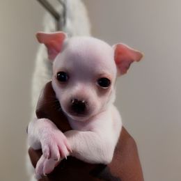 Chihuahua Puppies from Lawinski’s Chihuahua World