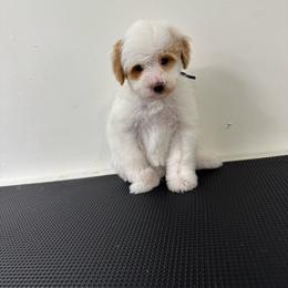 Skye - Brown and white female Bernedoodle puppy in Gainesville, Florida from Pet Inn Xxweetdoodles