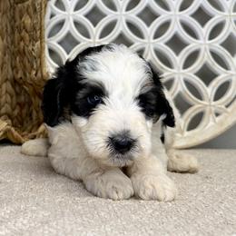 Boy 4 - Black and white male Bernedoodle puppy in Russiaville, Indiana from Pleasant Creek Minibernedoodles