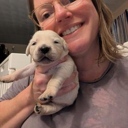 Hot Pink - Light golden female Golden Retriever puppy in Madison, Ohio from Heckmans English Cream Golden Retrievers