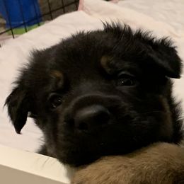 German Shepherd Puppies from von Heitzig