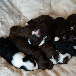 Labrador Retriever and Portuguese Water Dog Puppies from Hilltop Portuguese Water Dogs