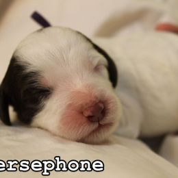 Bernedoodle, Cavapoo, and Poodle Puppies from Liberty Farms Puppies