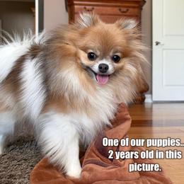 Pomeranian Puppies from Jaime's Pomeranians