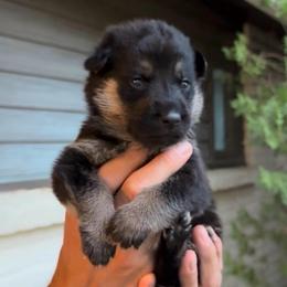 Girl 2 - Black and tan female German Shepherd puppy in Windsor, Colorado from German Shepherds