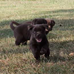 Labrador Retriever Puppies from Suebel Labradors South