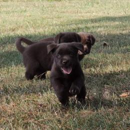 Labrador Retriever Puppies from Suebel Labradors South