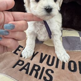 Cheesecake reserved for gidget - White female Maltipoo puppy in Fredericktown, Missouri from Doodle Pups Fur-Ever