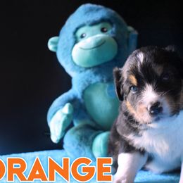 Girl 3 - Black Australian Shepherd puppy in Delta, Missouri from Nightblood Aussies