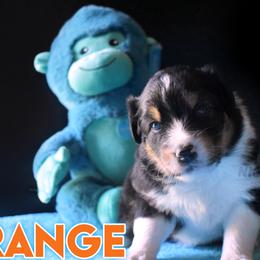 Girl 3 - Black Australian Shepherd puppy in Delta, Missouri from Nightblood Aussies
