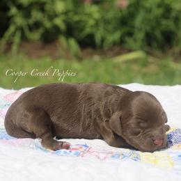 Hazel - Brown female Bernedoodle puppy in Lowry City, Missouri from Cooper Creek Puppies