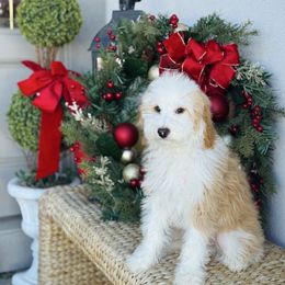 Summer - Red male Bernedoodle puppy in West Jordan, Utah from Doodles Friend