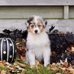 Australian Shepherd Puppies from Mezzo Australian Shepherds