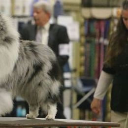 Shetland Sheepdogs from Holly's Sheepdogs
