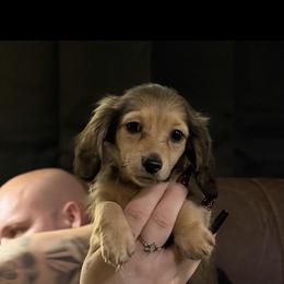 Fester  price reduced - Cream male Dachshund puppy in Sebring, Florida from Mini Weenies