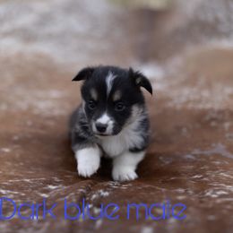 Boy 1 - White and black Pembroke Welsh Corgi puppy in Conroe, Texas from Peach Tree Corgi Co.