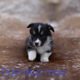 Boy 1 - White and black Pembroke Welsh Corgi puppy in Conroe, Texas from Peach Tree Corgi Co.