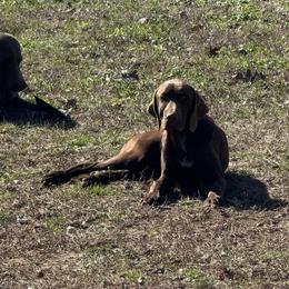 Bojangles - Liver male German Shorthaired Pointer puppy in Huntington, Texas from B&B GSP’S